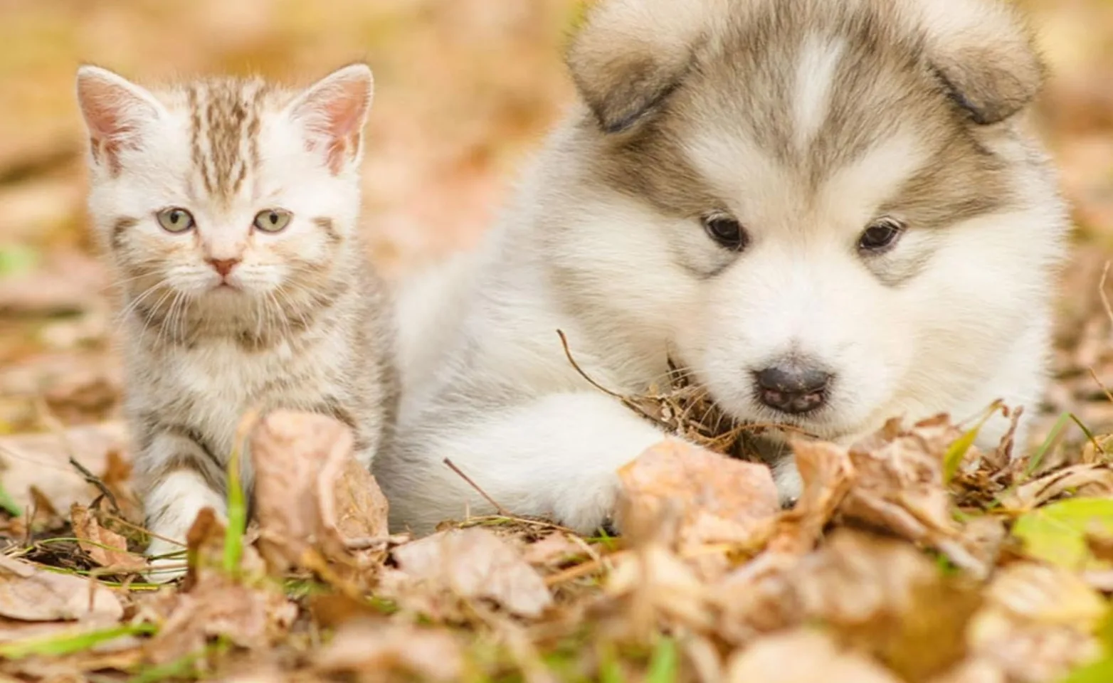 A cat and a dog laying next to each other in a pile of leaves 
